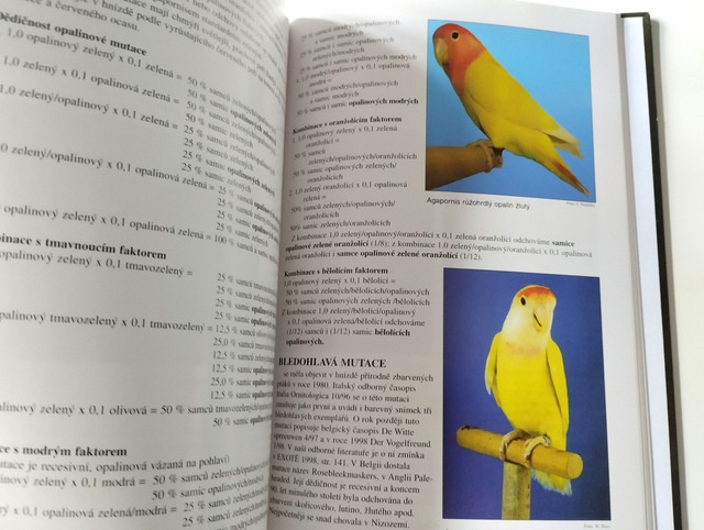 Agapornisové a jejich mutace - 4