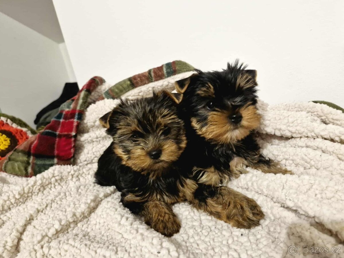 Jorkšírský teriér, Yorkshire terriér - exluzivní štěňátka - 4