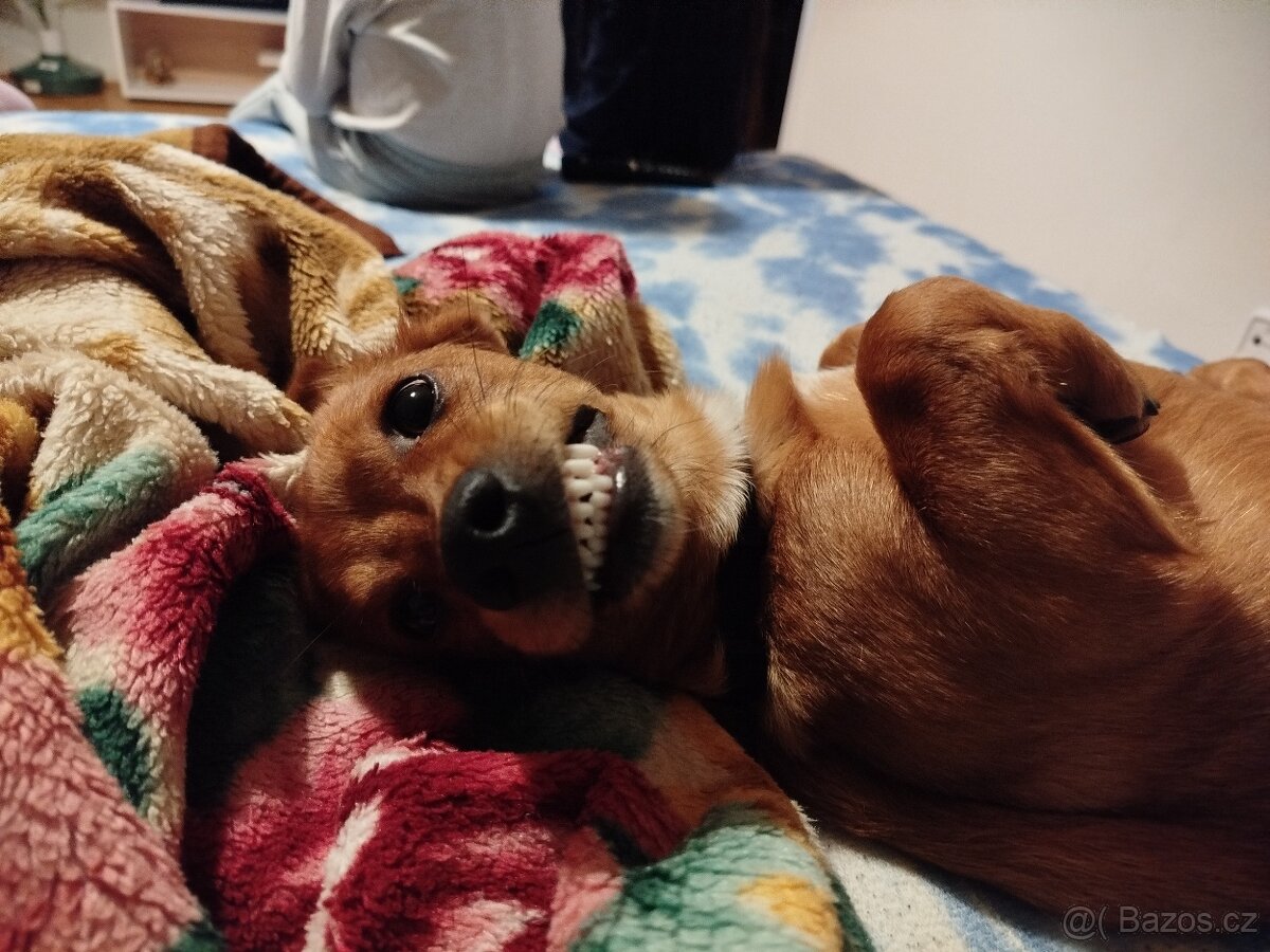 Kříženec jezevčíka 5 měsíců - 4