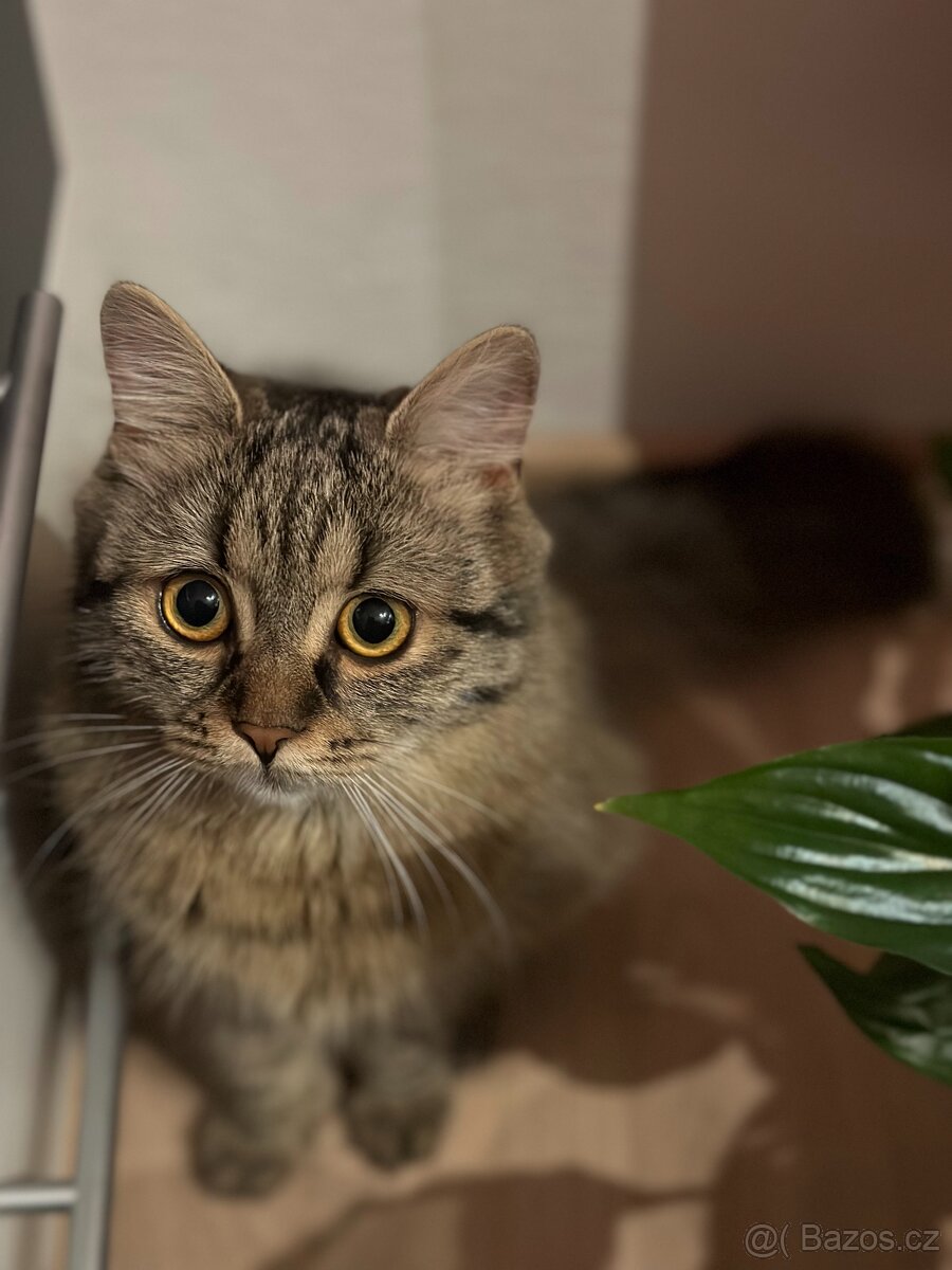 Daruji dvou letou kočičku Connie - 4