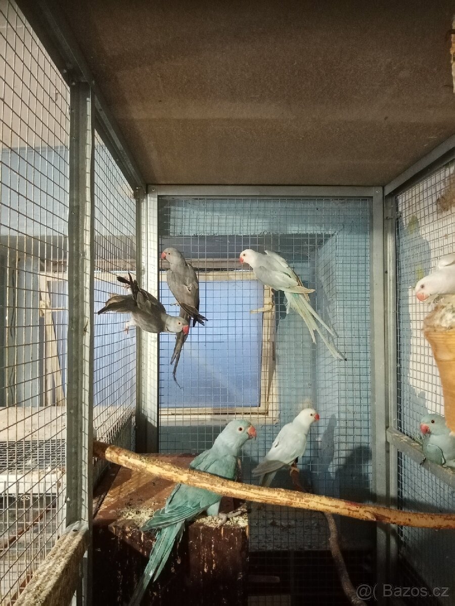 Alexandr malý - 11ks - 4