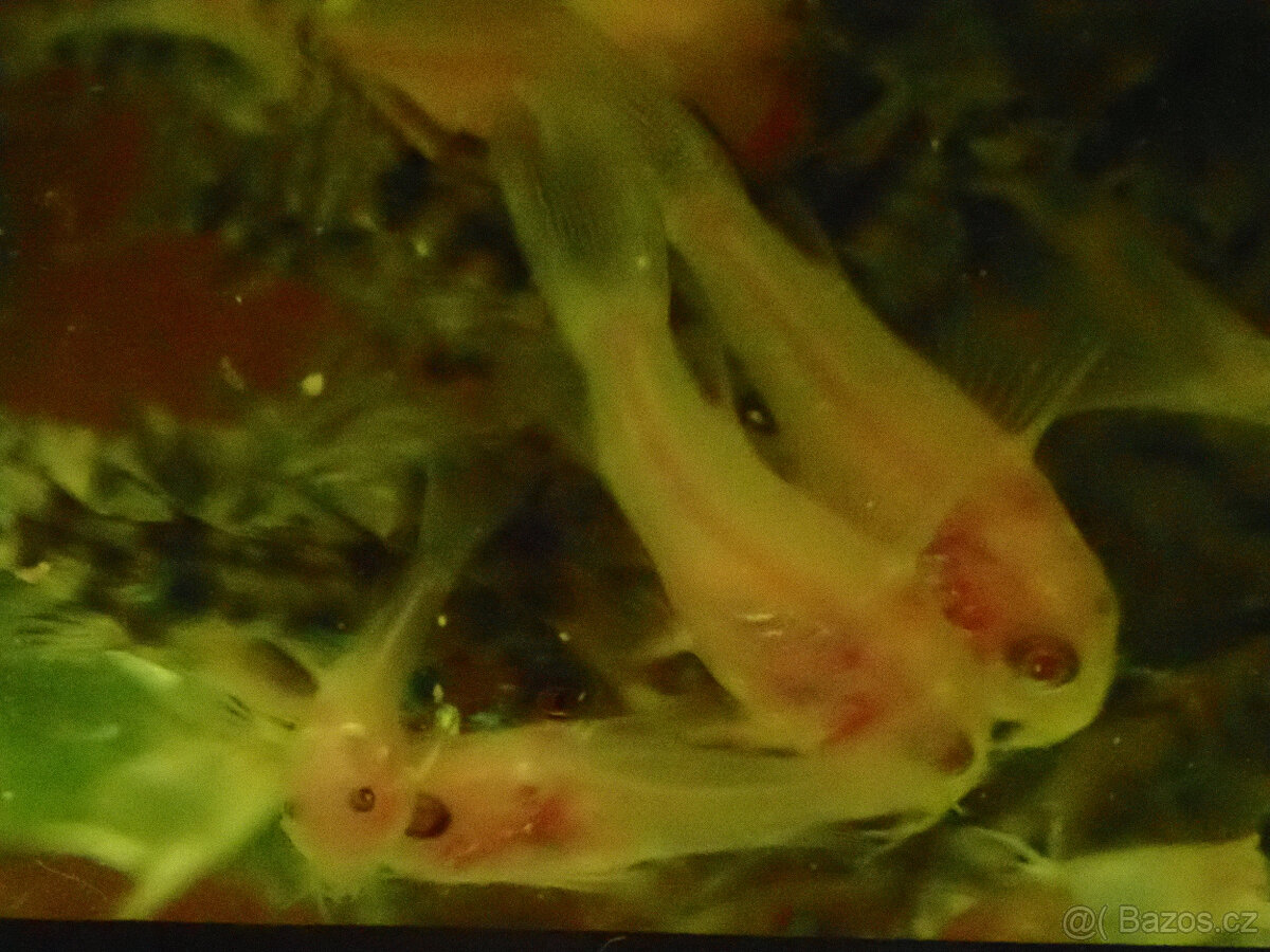 Pancéřníček skvrnitý albín - 4