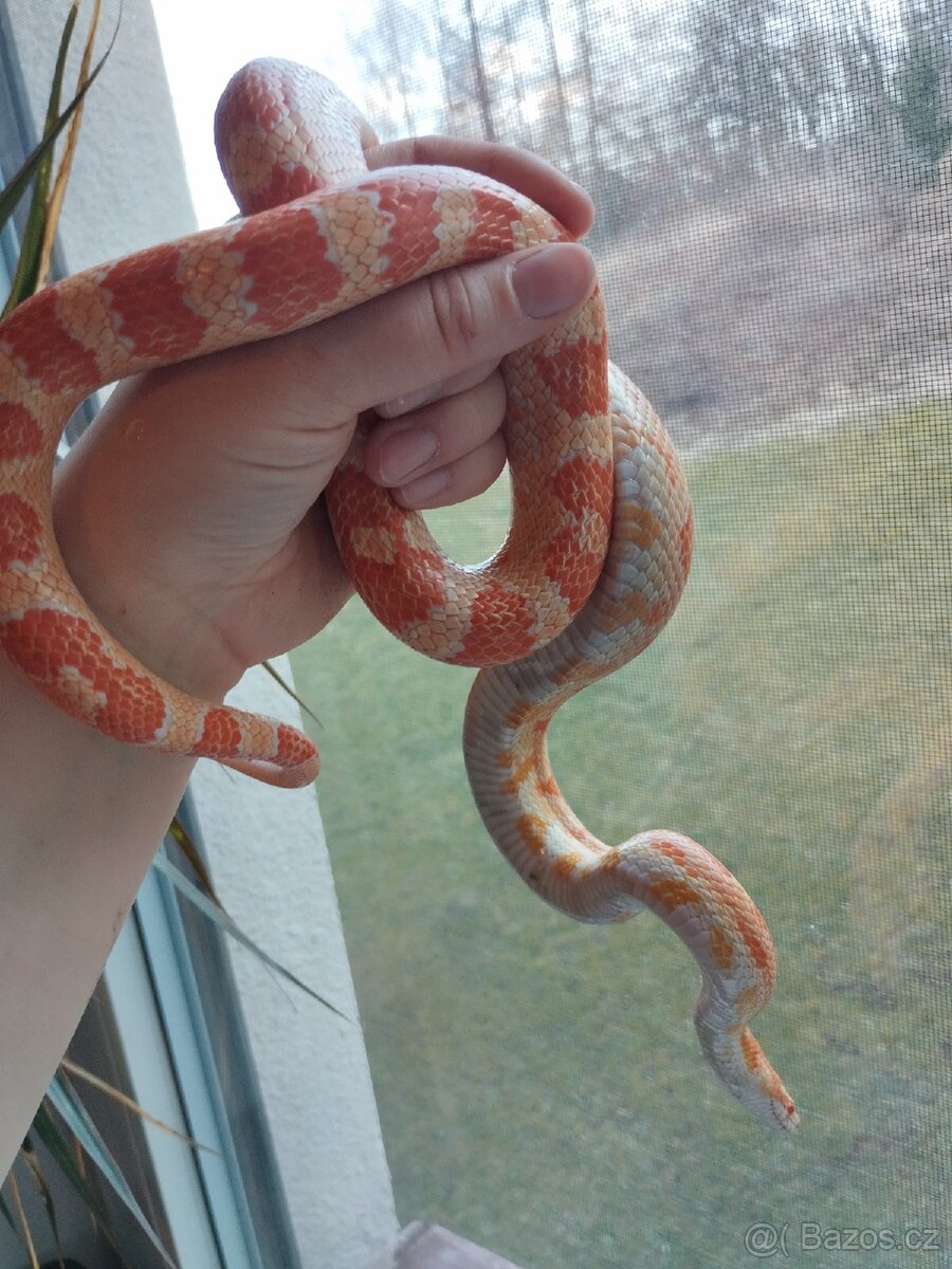 Užovka červená 1.1 - 4