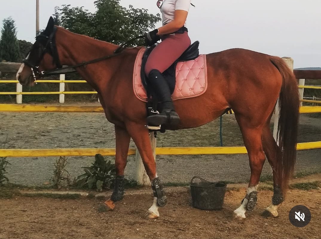 Sedlo Jaguar Harry Dobbs 17,5 - 4