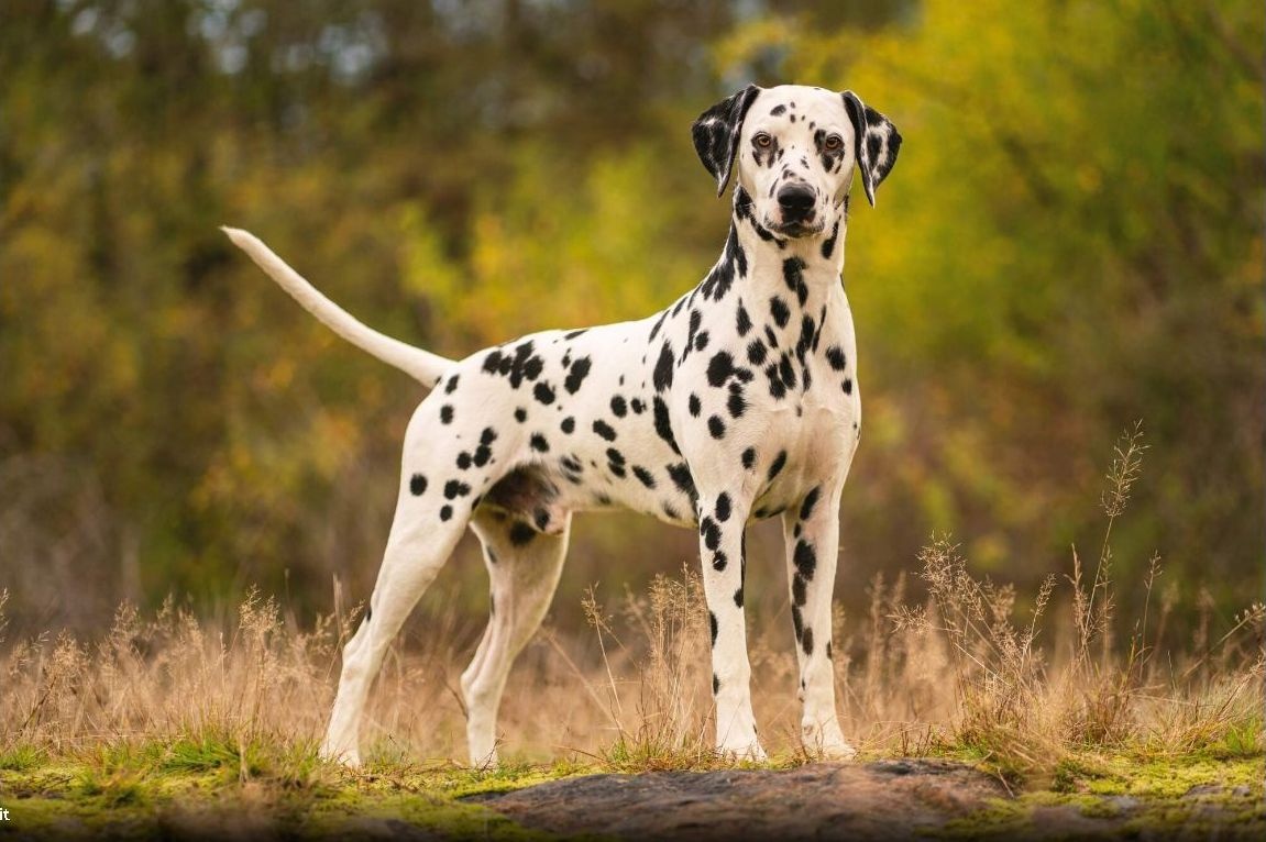 Dalmatin - štěňátka s PP FCI - 4