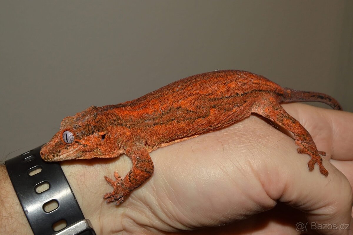 Rhacodactylus auriculatus - 4