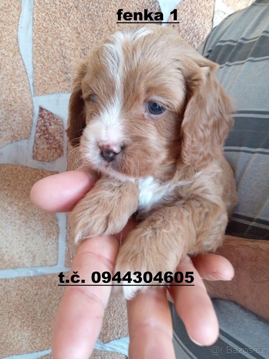 cavapoo - 4