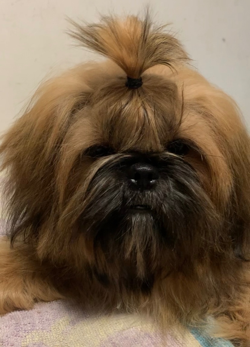 Štěňata Shih Tzu s doklady FCI - 4