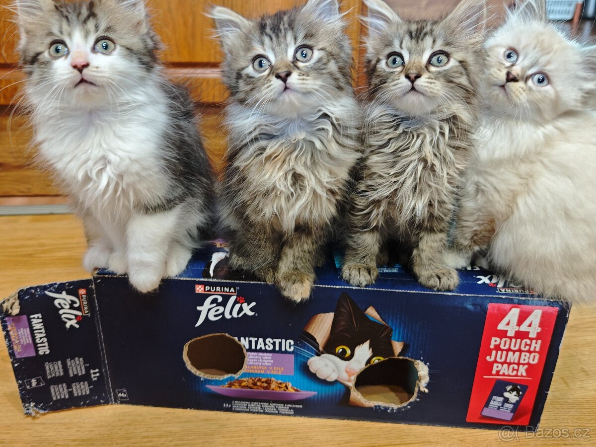 Koťata britská dlouhosrstá - 4