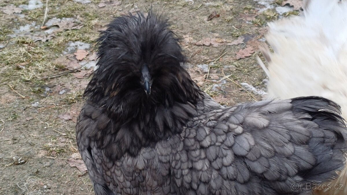 Hedvábnička slepička - 4