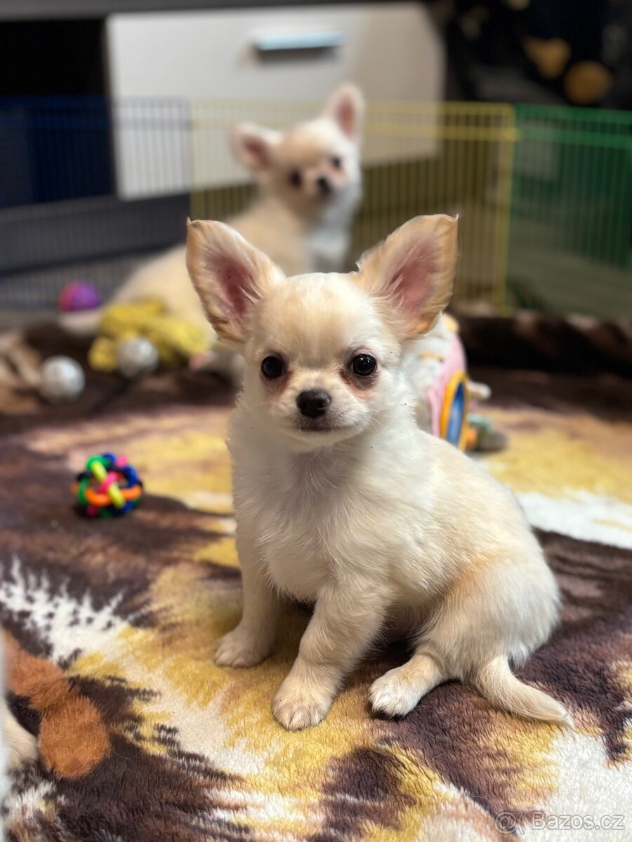 Čivava s PP pejsek - 4