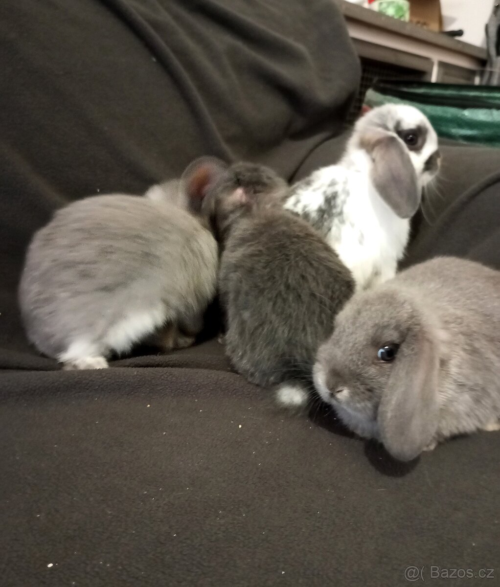 Zakrslý beránek králíček - 4