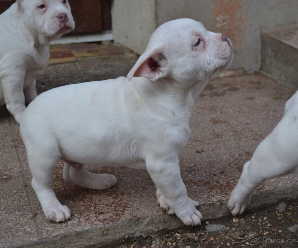 American bully pocket / standard - 4