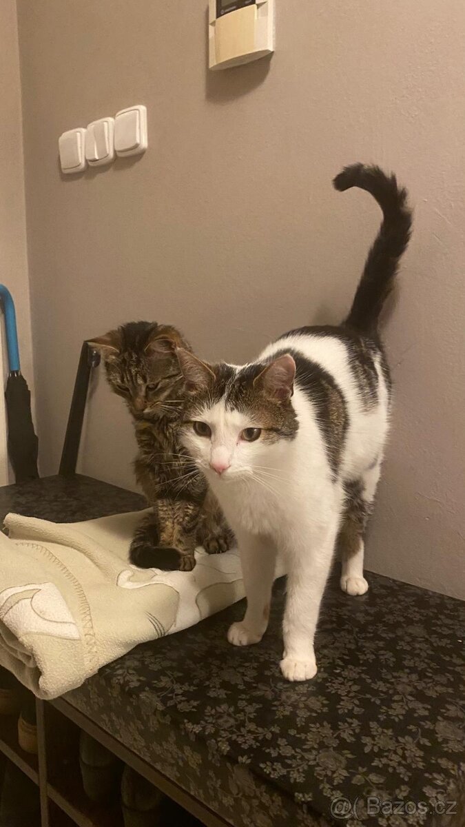 Daruji 2 kocoury+kočičku - 4