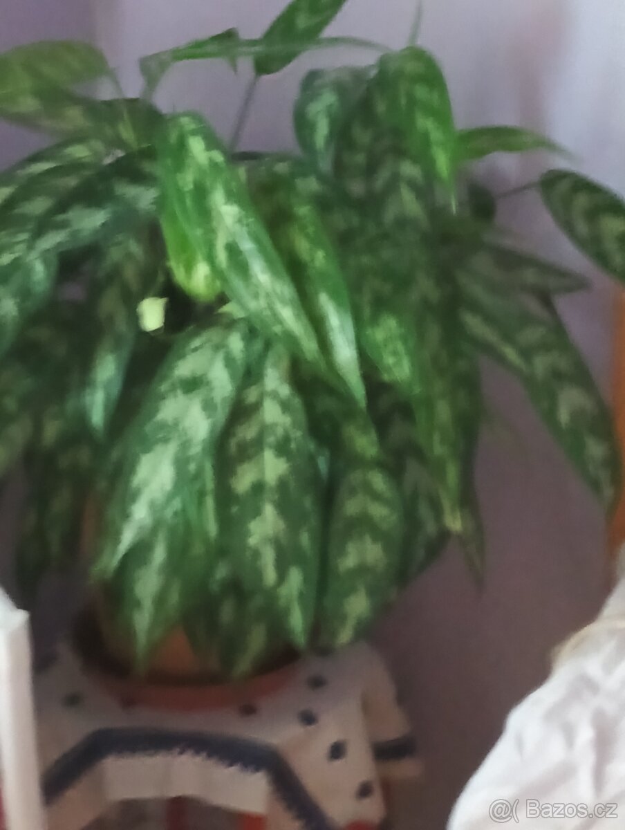 Pokojová rostlina- aglaonema - 4