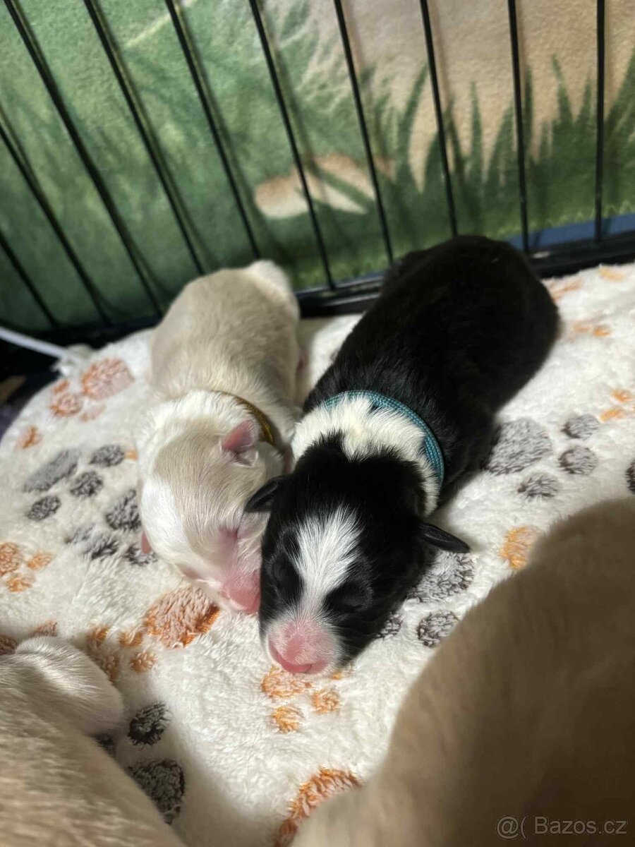 Border kolie s PP - 4