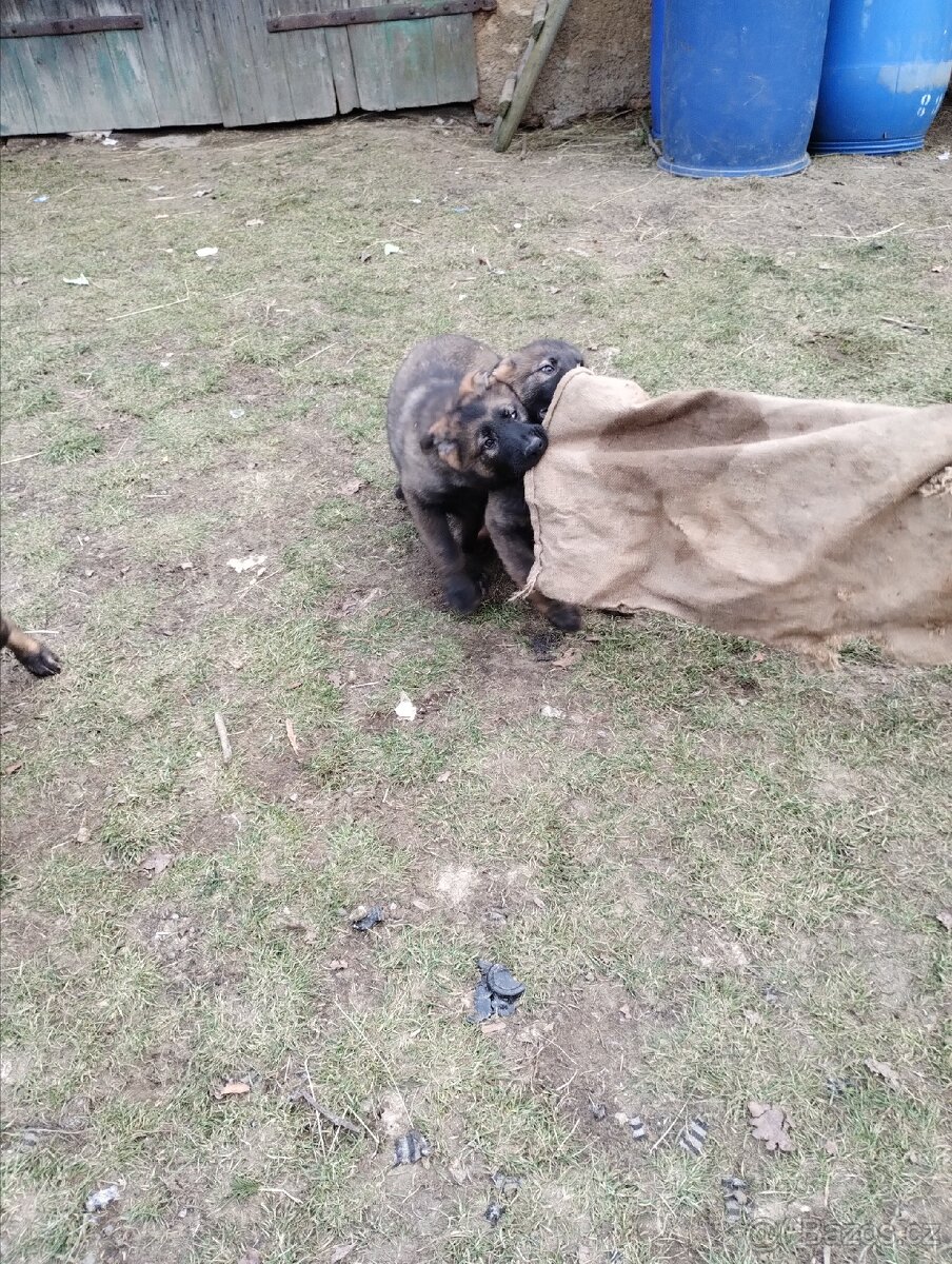 Německý ovčák - 4