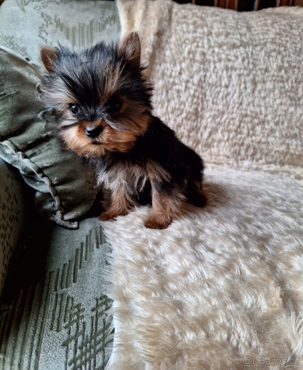 Jork,jorkšírsky terier - 4