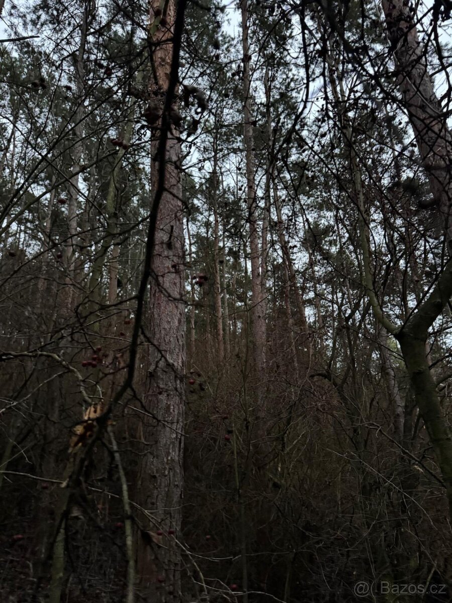 Prodej lesního pozemku k.ú. Vinaře - 4