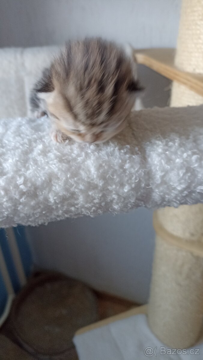 Britská whiskas kočička s PP - 4