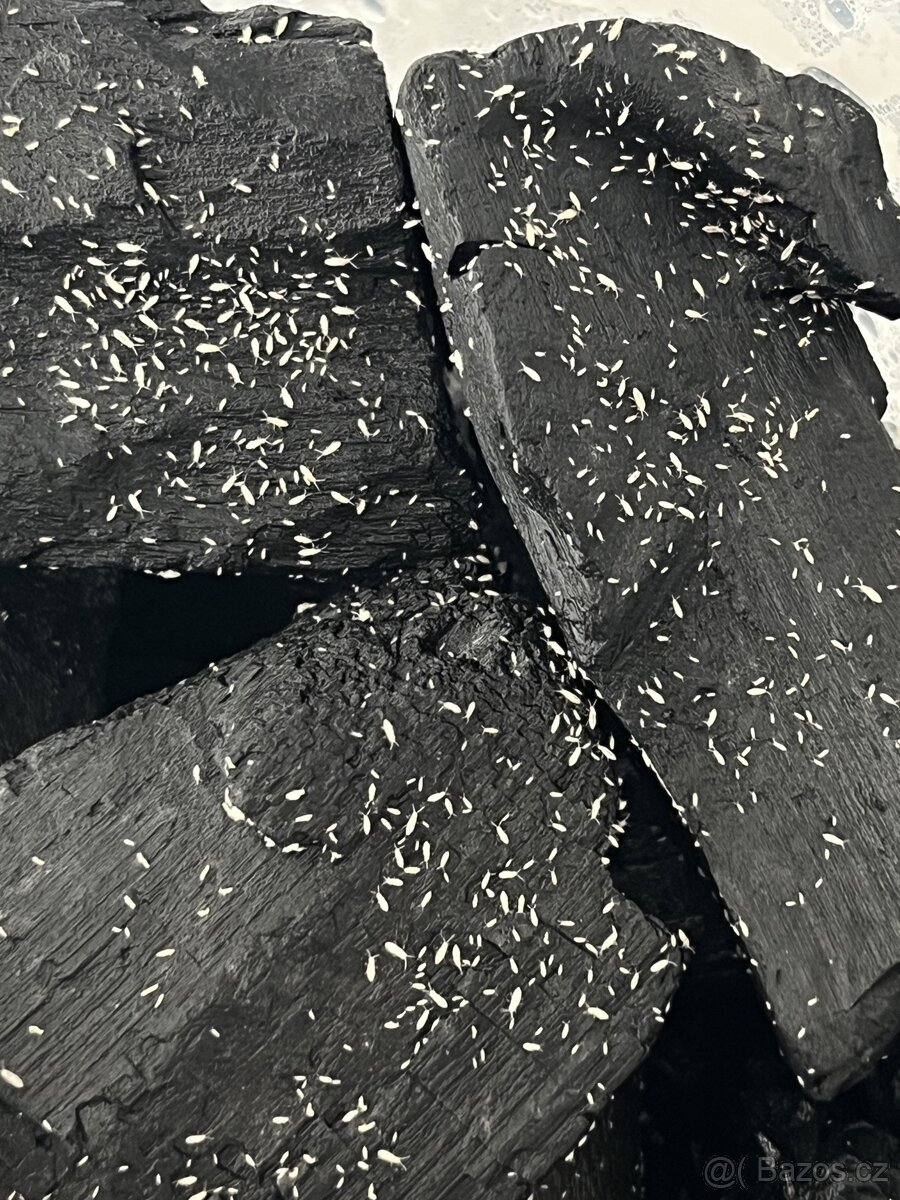 Chvostoskoci (Springtails) - 4