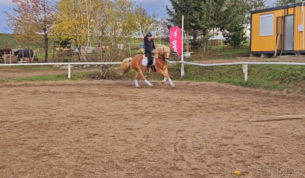 Pony valach Hafling 144cm - 4