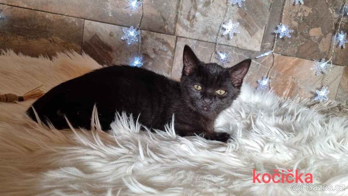 Britská černá krátkosrstá a dlouhosrstá koťata - 4