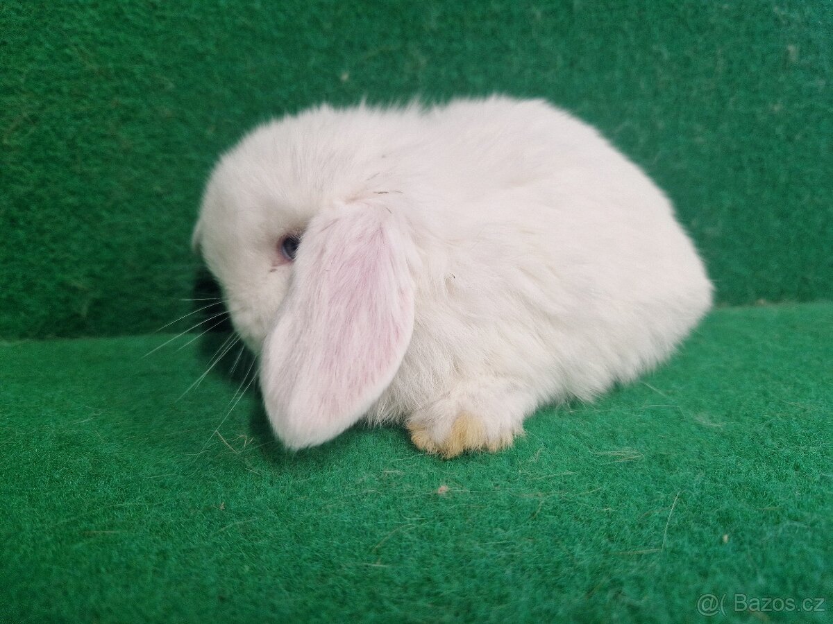 Zakrslý beránek s rodokmenem - 4