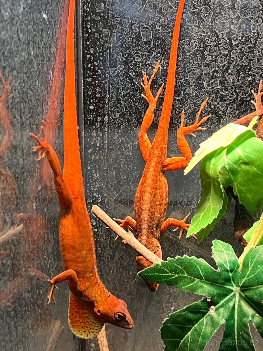 Anolis sagrei RED - 4