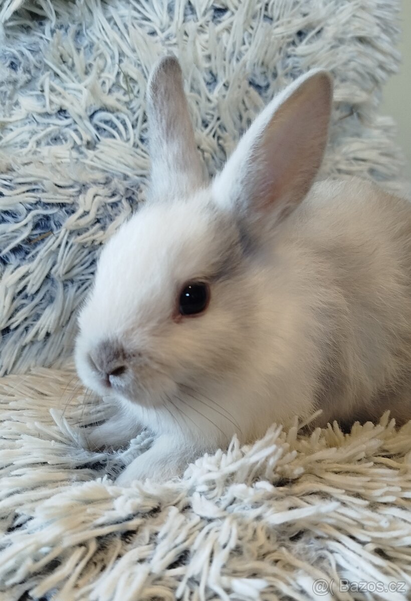 Zakrslý krátkouchý - 4