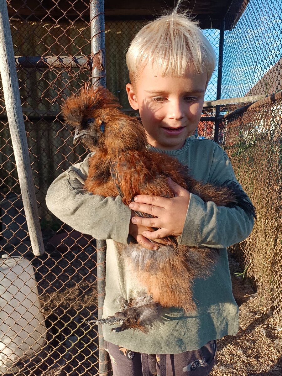 Kohouti Hedvábničky - 4