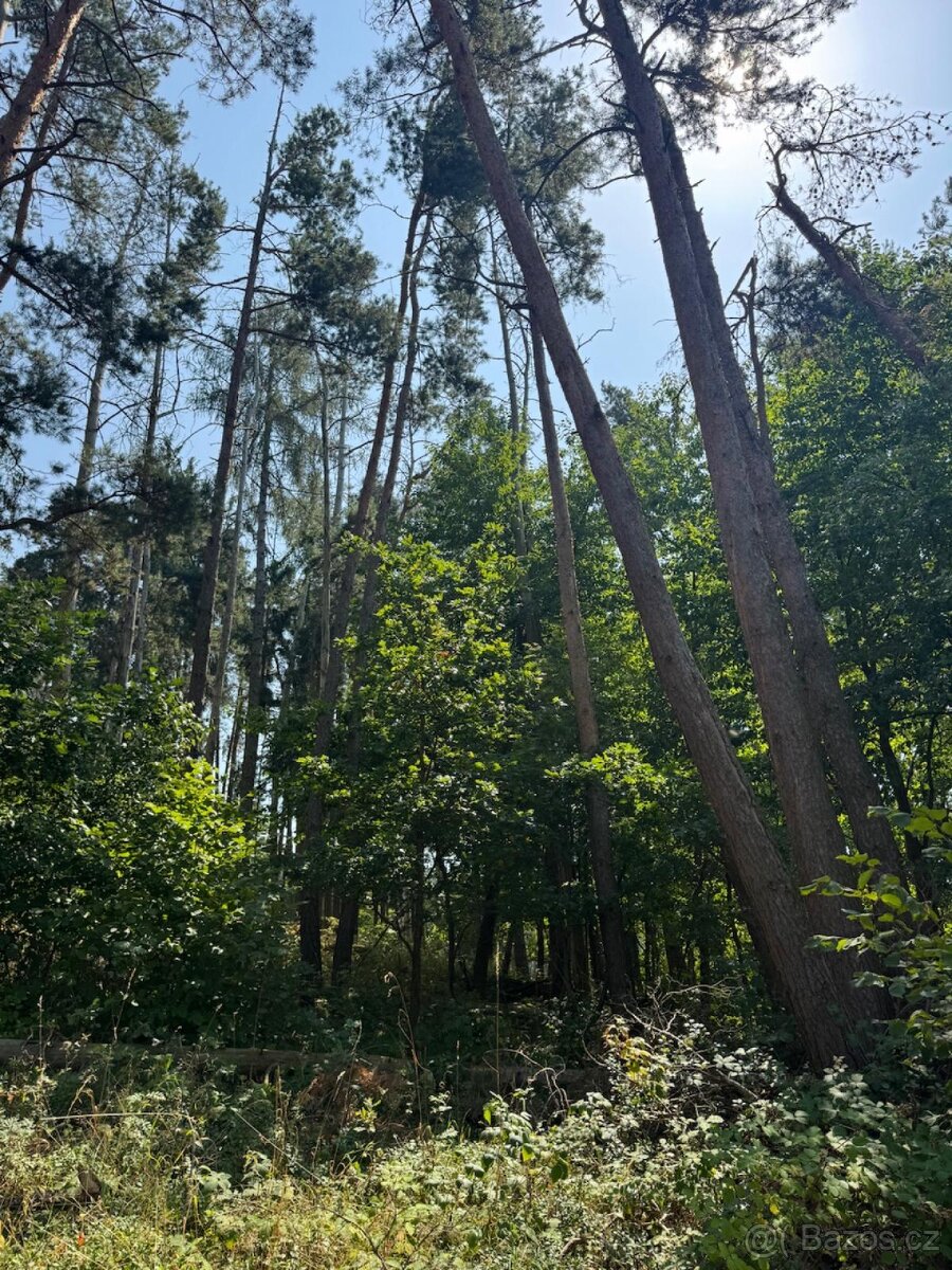 Prodej lesních pozemků v k.ú. Volenice - 4