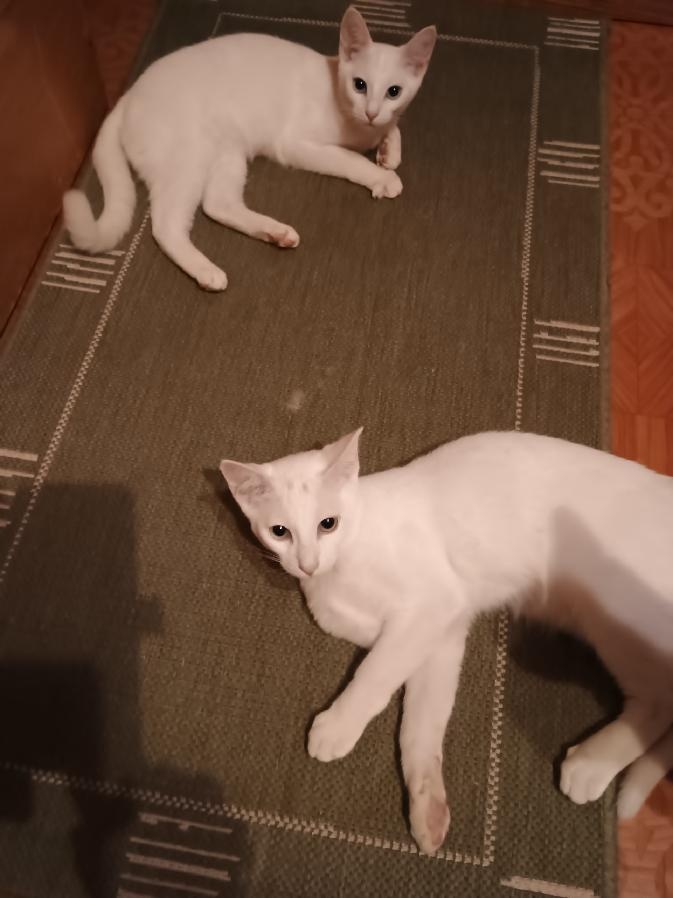 Poslední kocourek - 4