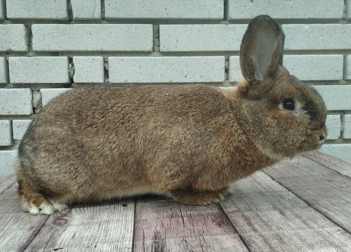 Vídeňský šedý - 4