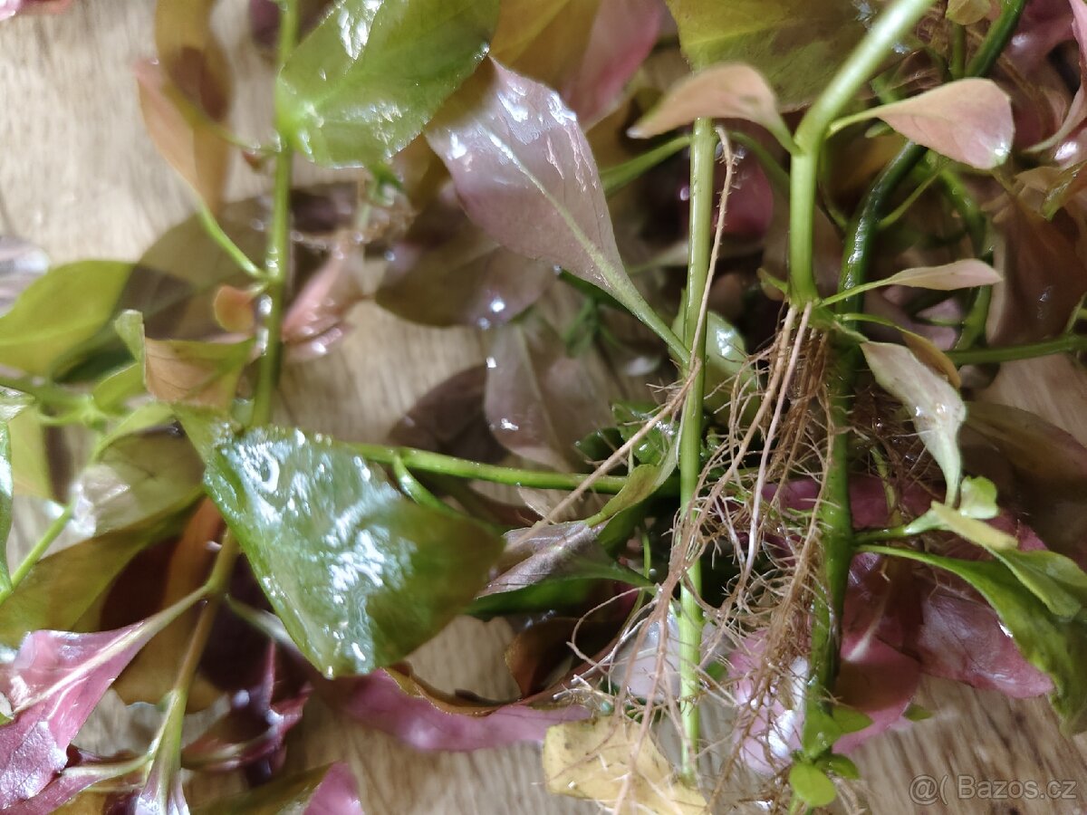 Rostlinky akvarium 200,- - 4