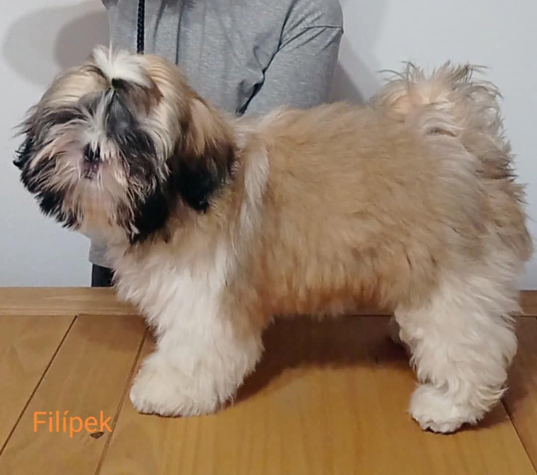 Shih-tzu štěňátka s PP - 4