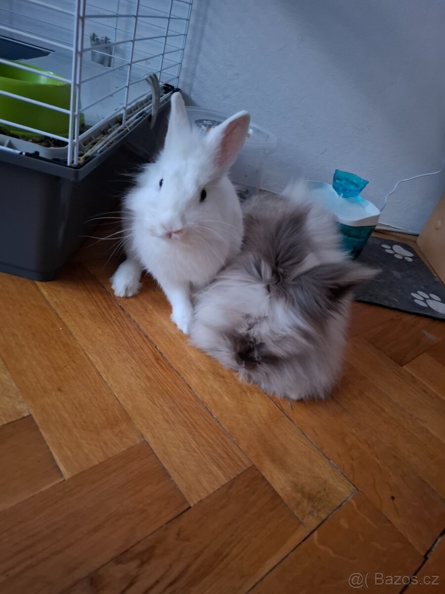 Zakrslý králík - 4