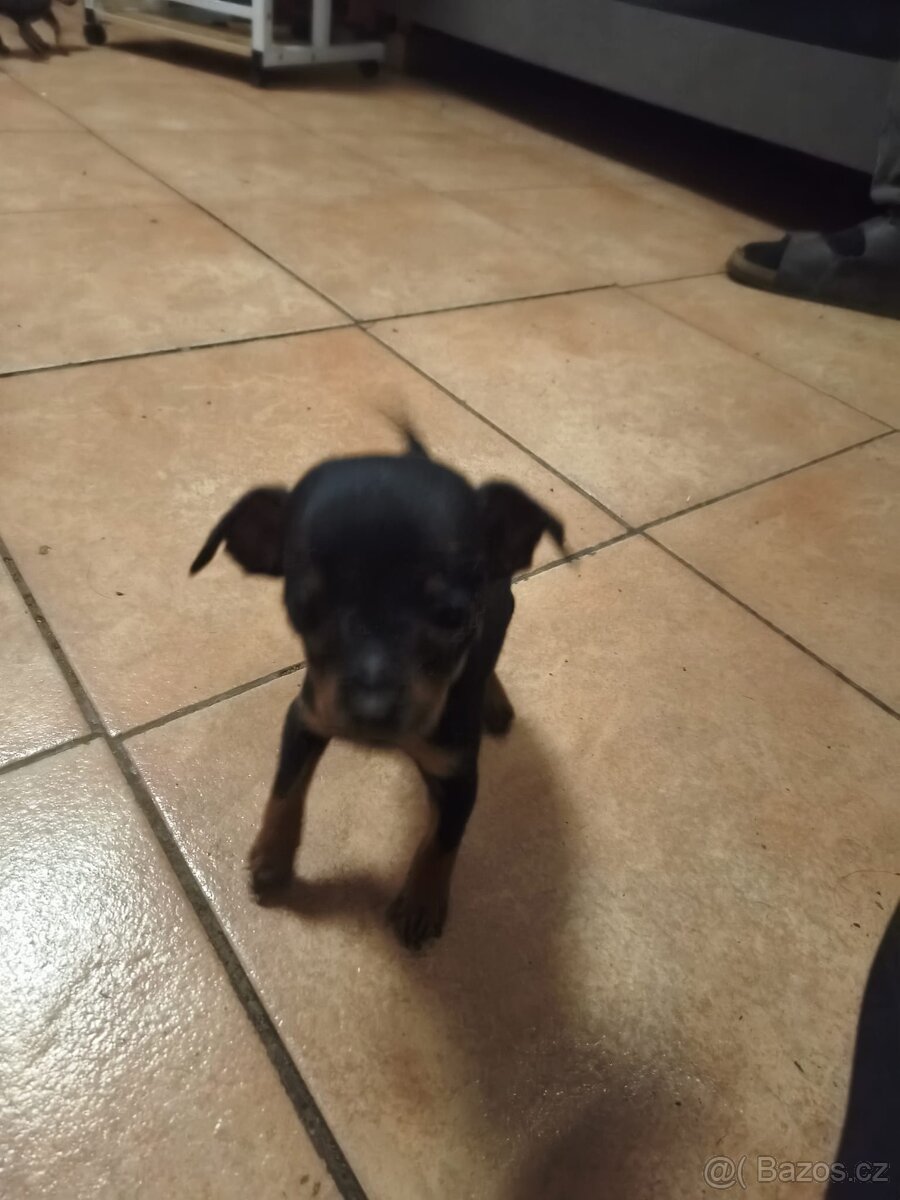 Pražský krysařik - 4