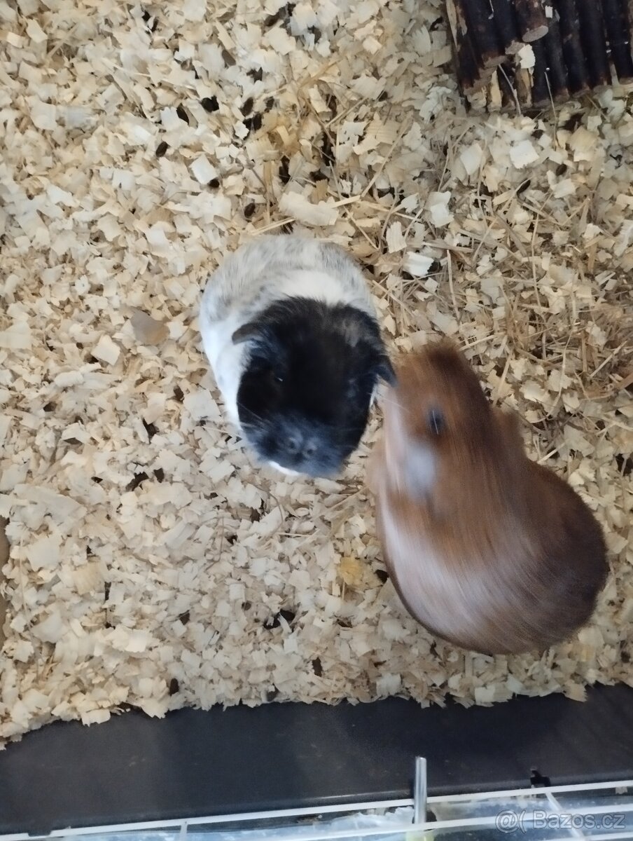 Morčata s klecí - 4