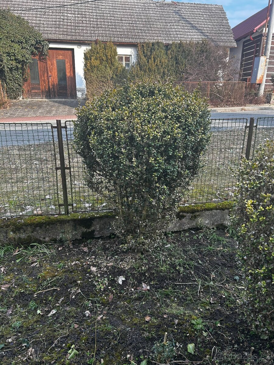 zrostlý Buxus (Krušpánek) – výška 1m - 4