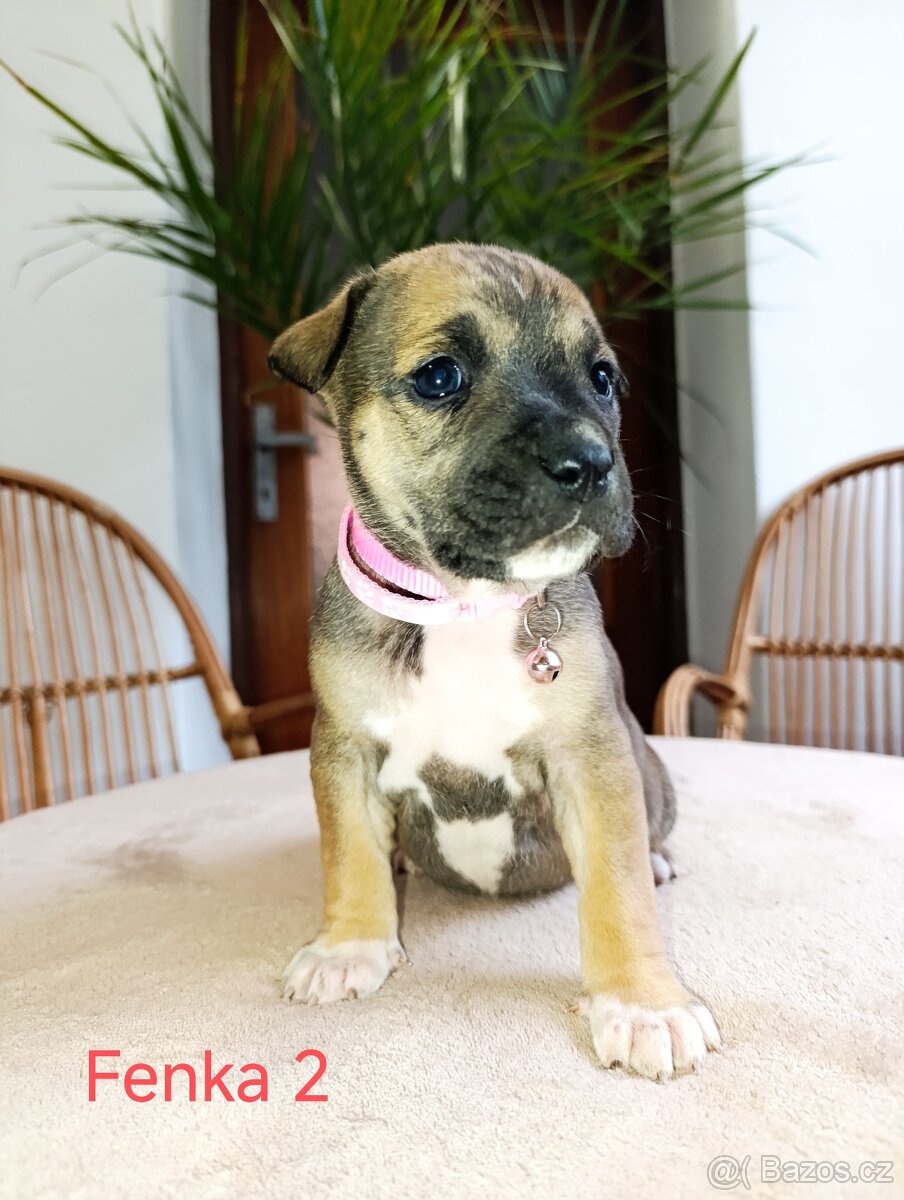 🐾 Americký stafordšírský teriér - 4