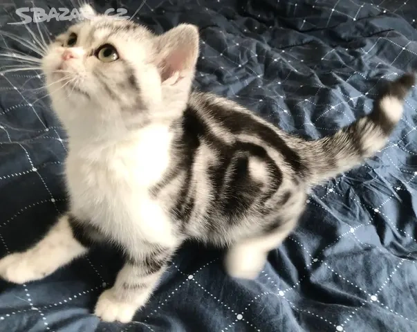 Britská koťátka s PP, FIFE - 4