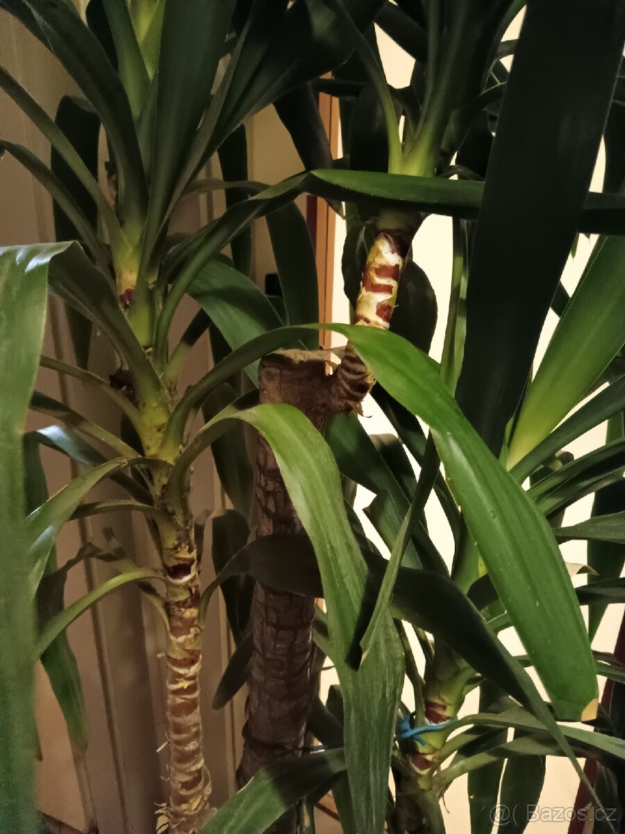 Rostlina Juka pokojová kytka - 4