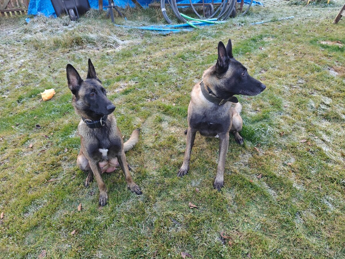 BELGICKÝ OVČÁK MALINOIS - 4