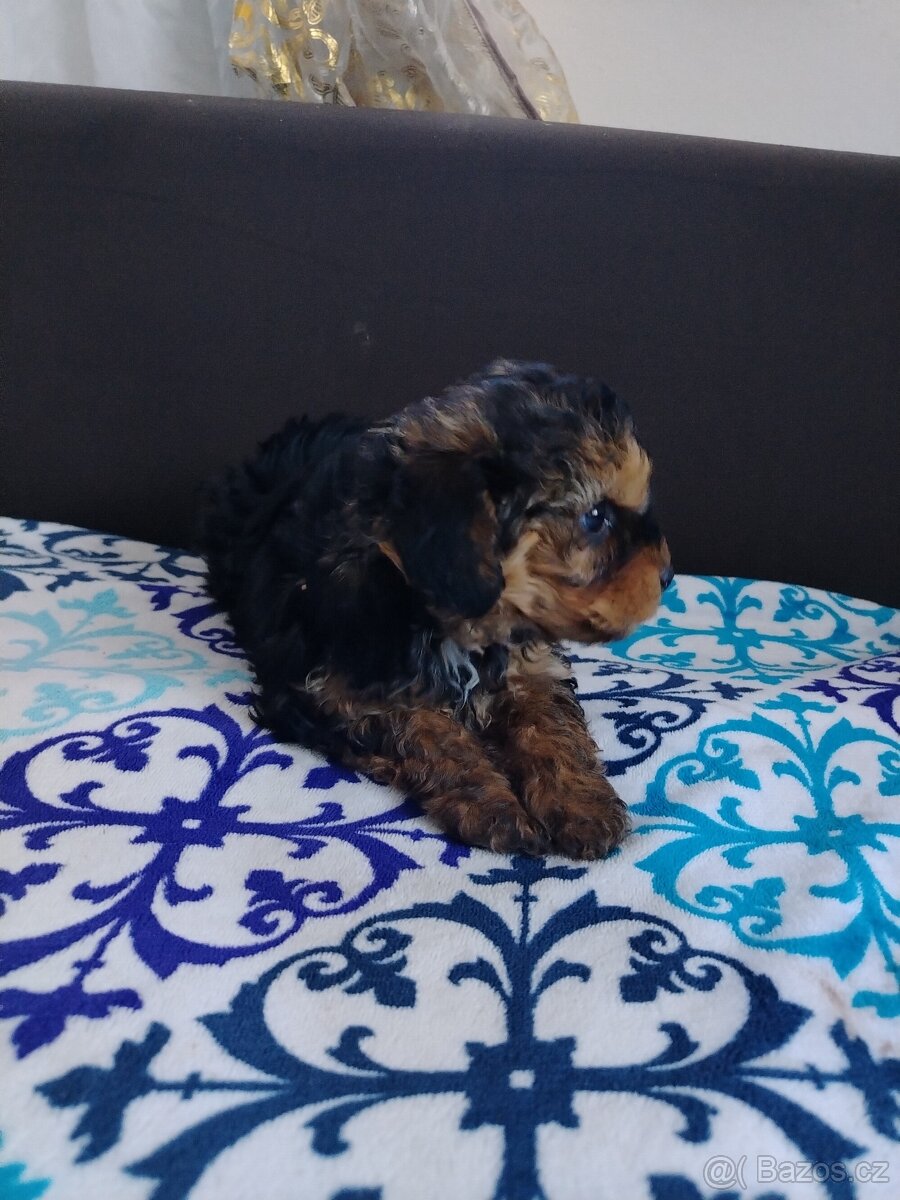 Trpasličí pudl - 4