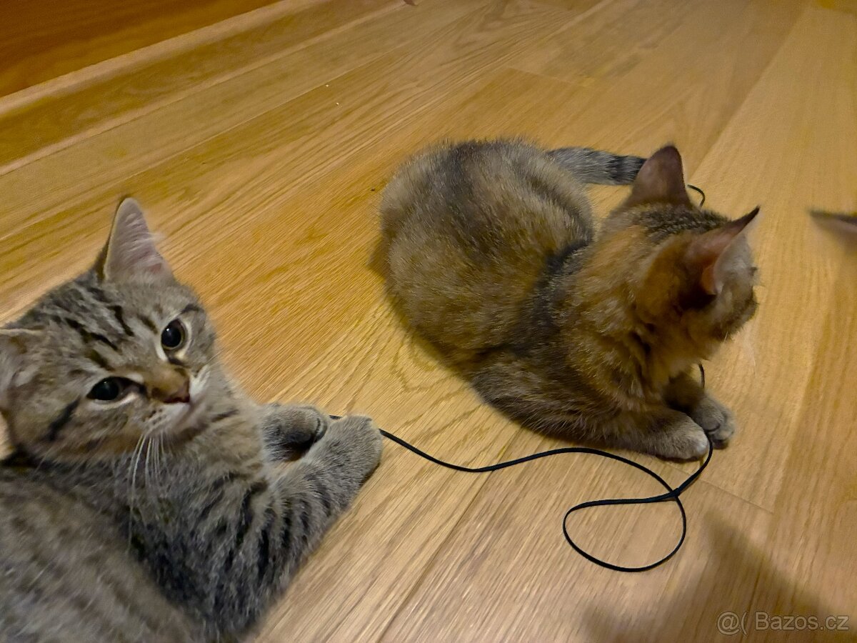 Nabizím britská whiskas kotata - 4