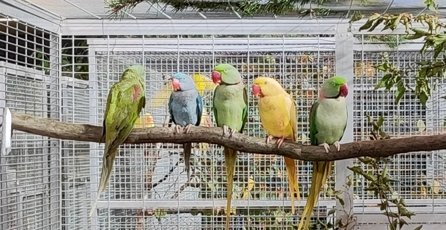 Predaj vtáctva a S76 - 4