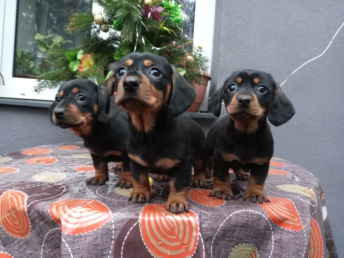 Jezevčík trpasličí - 4