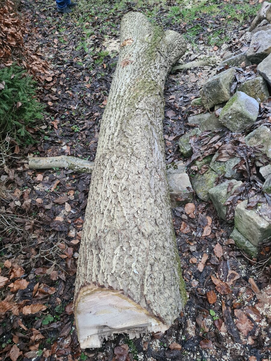 Prodám ořechové dřevo 1,5 m3 - 4