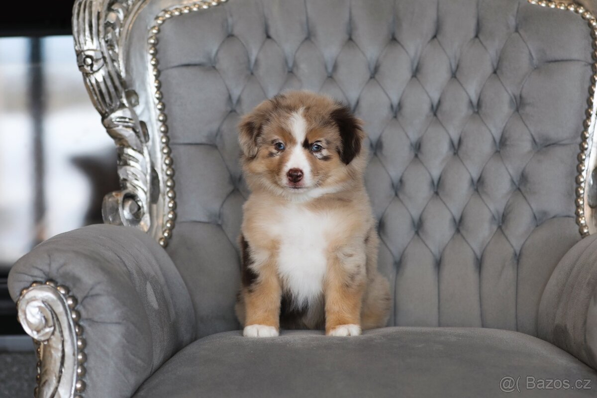 Miniaturní americký ovčák - 4